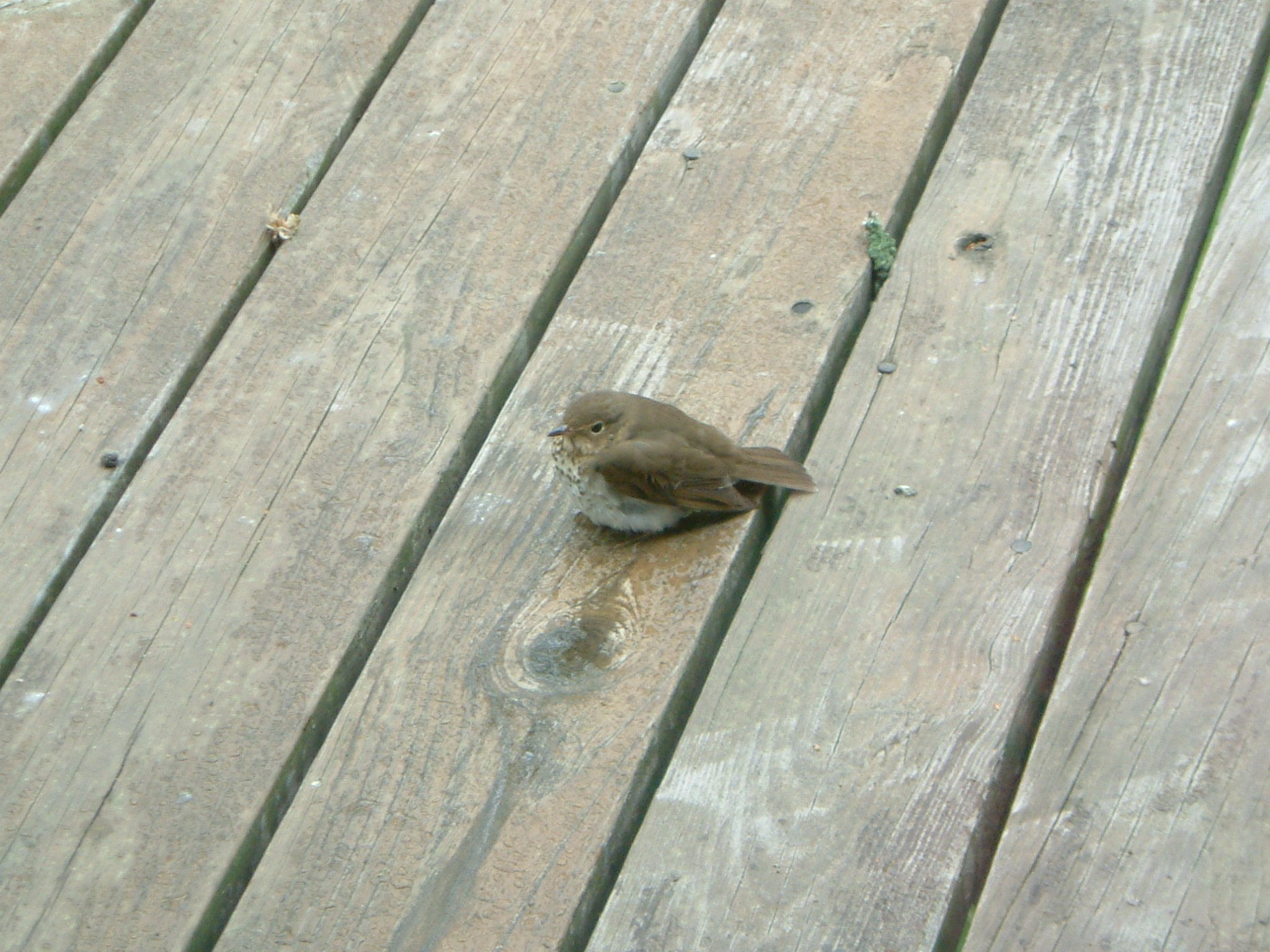 Image of :20050517_home.JPG