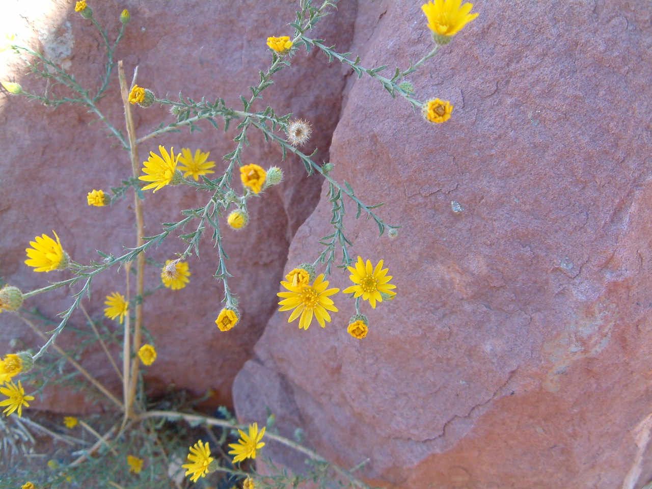 Image of :20040923_arizona_flower.JPG