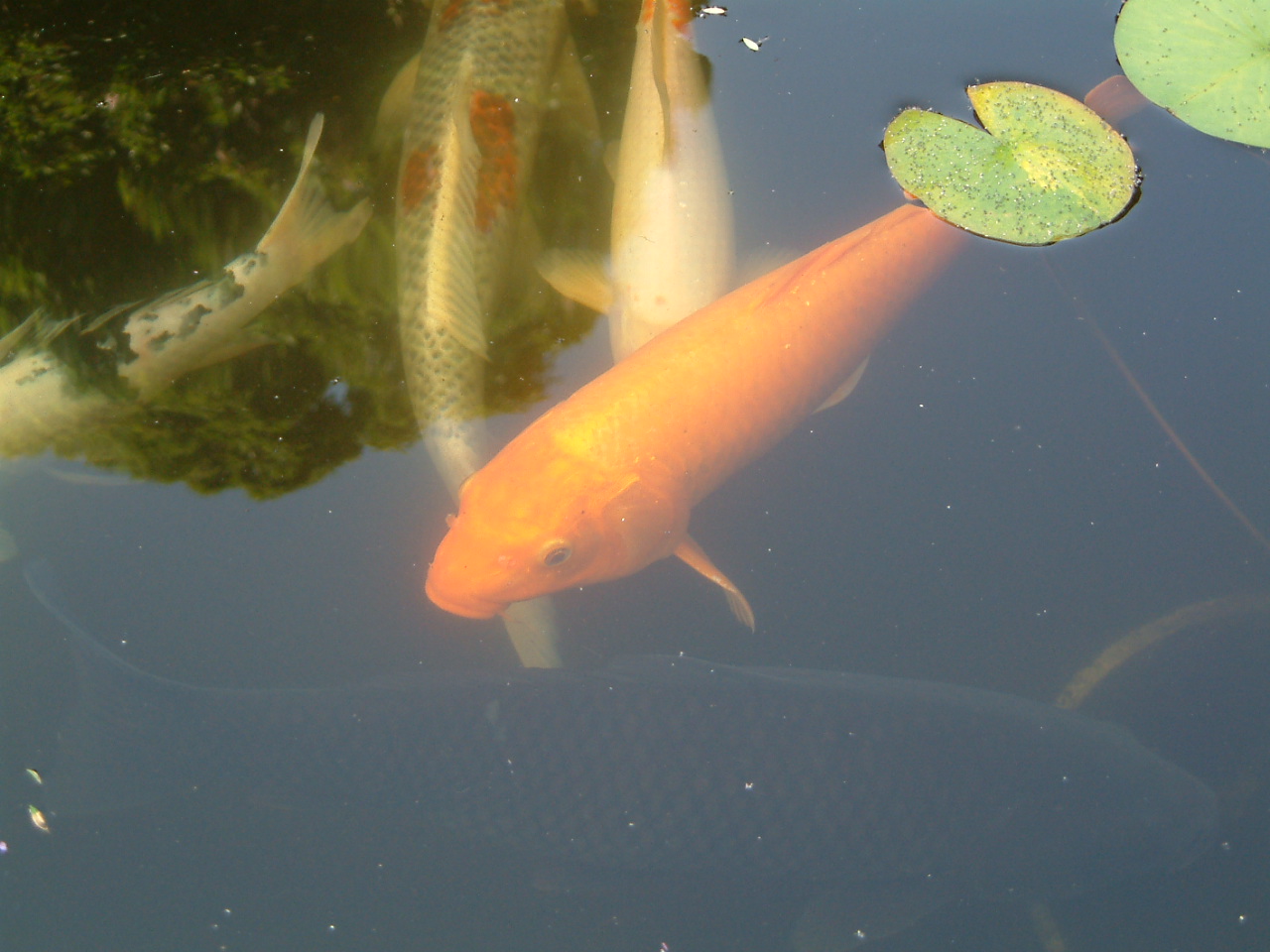 Image of :20030926_capistrano.JPG