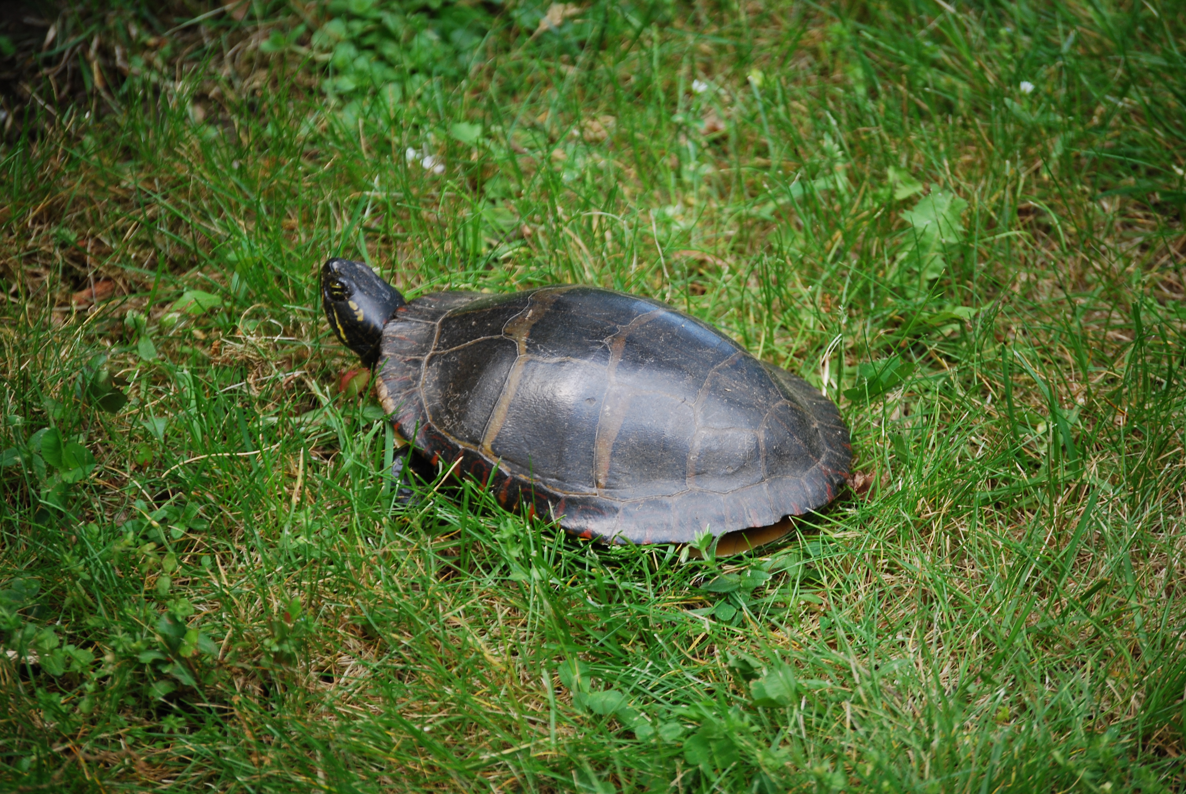 Image of :20080602_home.JPG