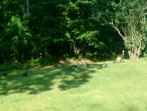 Image : 20030826_turkeys.JPG