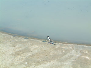 Image : 20030921_newportbeachB.JPG
