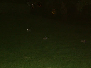 Image : 20030923_newportbeach.JPG
