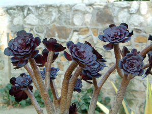 Image : 20030926_capistrano1.JPG