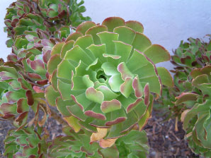 Image : 20030926_capistrano2.JPG