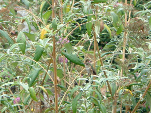 Image : 20030926_capistranoB.JPG
