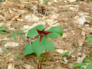 Image : 20040501_trillium.JPG