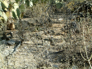 Image : 20060109_tucson.JPG