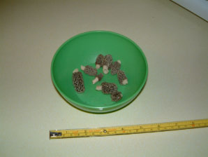 Image : 20060425_morels.JPG
