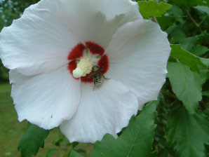 Image : 20060714_homeB.JPG