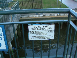 Image : 20070111_savannah.JPG