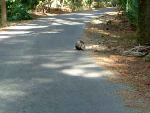 Image : 20070112_huntingislandM.JPG