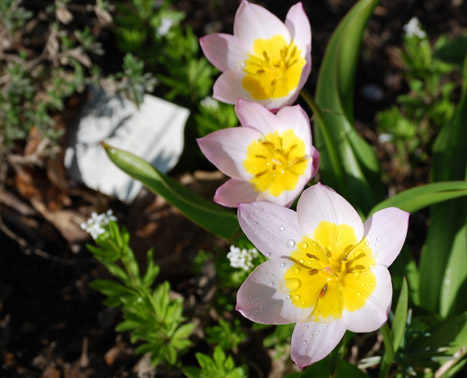 Image : flowers