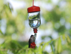 Image : 20080521_hummingbird.JPG