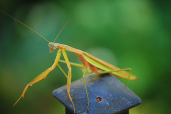 Image : 20101008_Mantis.JPG