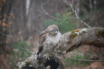 Image : 20120315_hawk.JPG