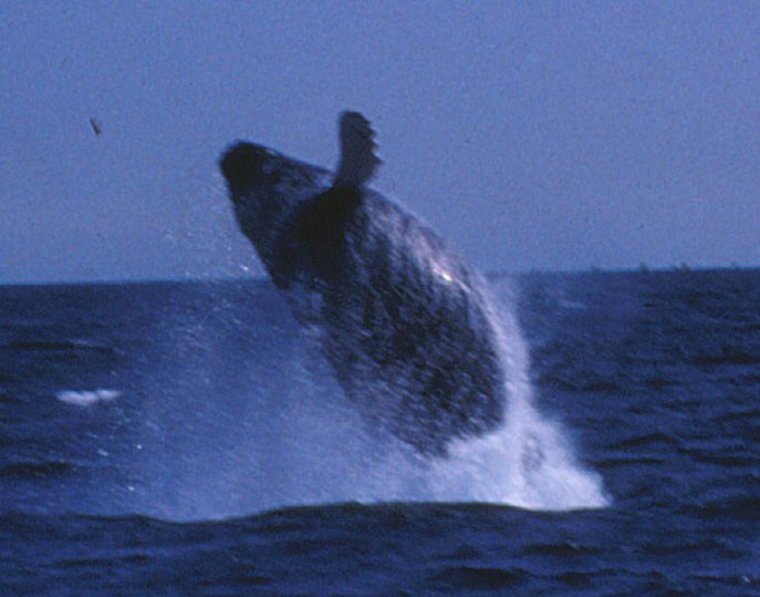 Image : mammals