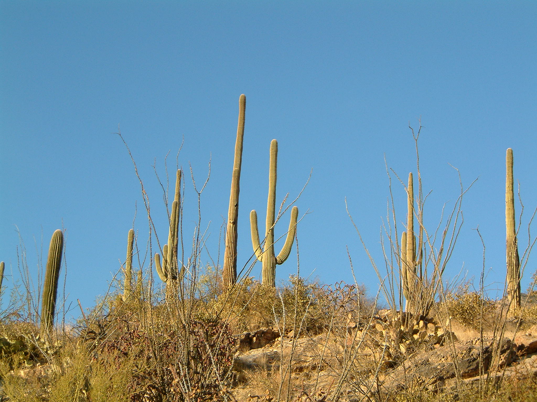 Image of :20060112_tucson1.JPG